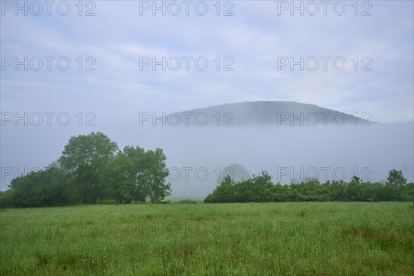 Meadow