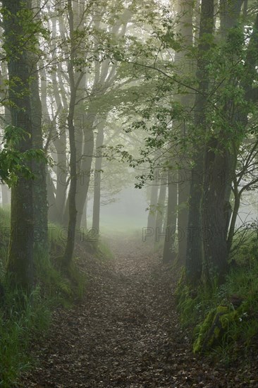 Hiking trail