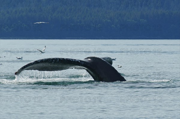 Fluke of a diving humpback whale