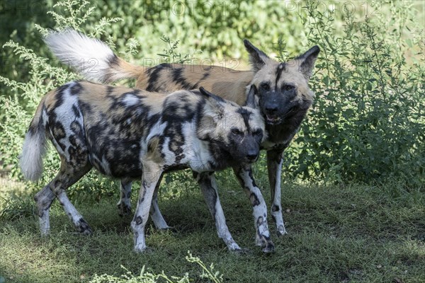 African wild dogs