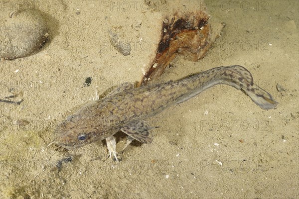 Burbot