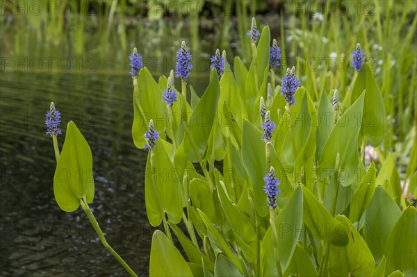 Pickerelweed