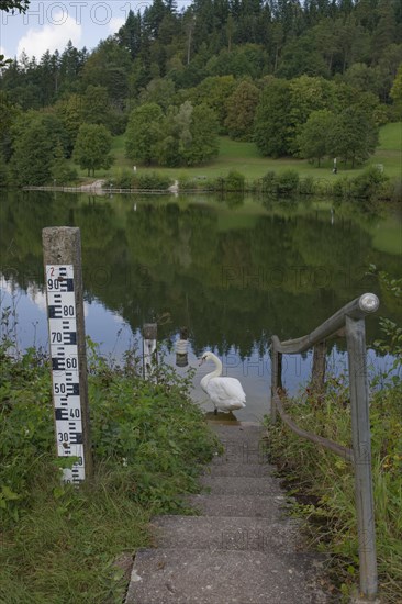 Shore zone at Diebachsee