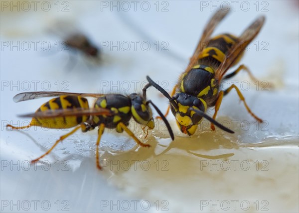 2 Wasps
