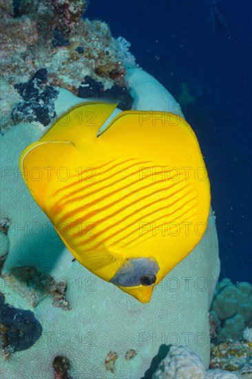 Bluecheek butterflyfish