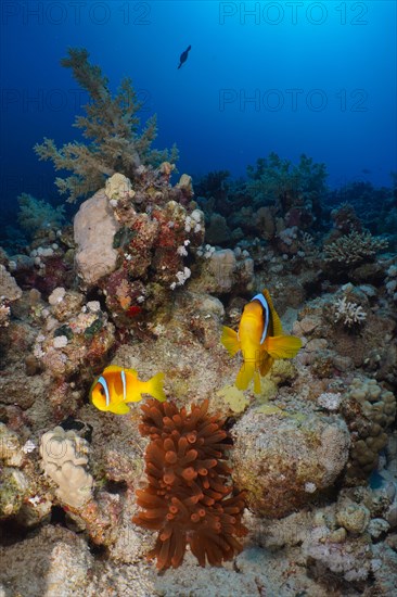 Pair of red sea clownfish