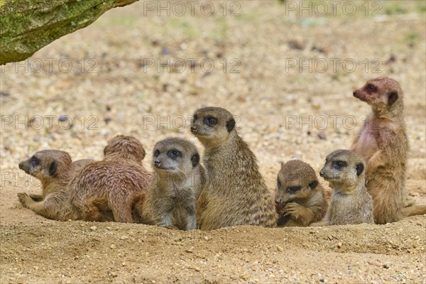 Meerkats