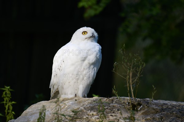 Snowy owl