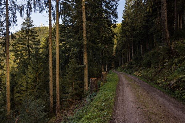 Autumn view from the Buchkopf