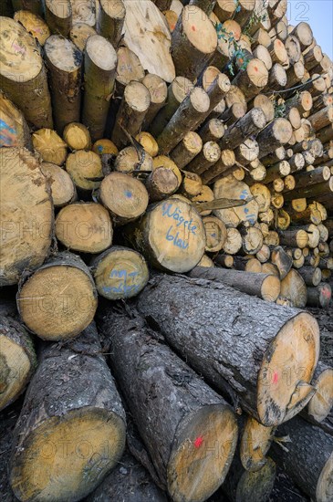 Stacked Baom logs in a sawmill