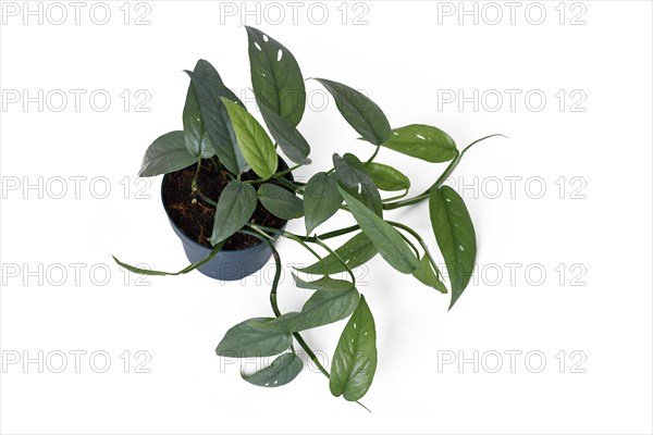 Top view of tropical 'Epipremnum Pinnatum Cebu Blue' houseplant with silver-blue leaves in flower pot on white background