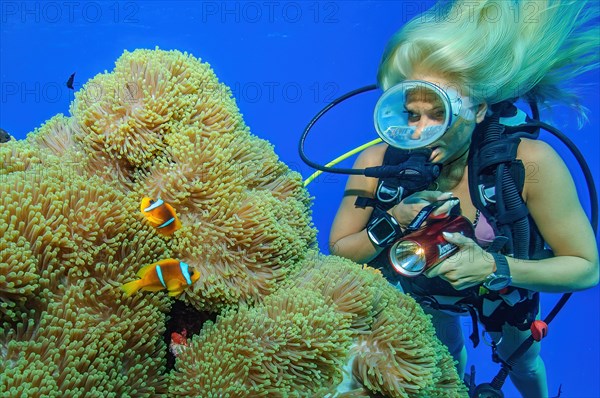 Diver observes pair of red sea clownfish