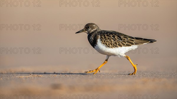 Ruddy Turnstone