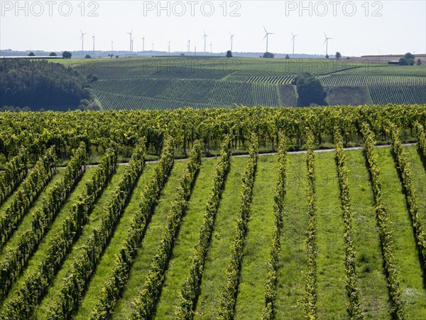 Vineyard