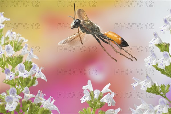 Red-banded sand wasp