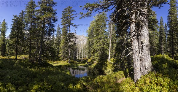 Moor pond on the nature adventure trail through the Rauris primeval forest