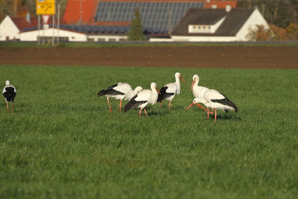 White storks