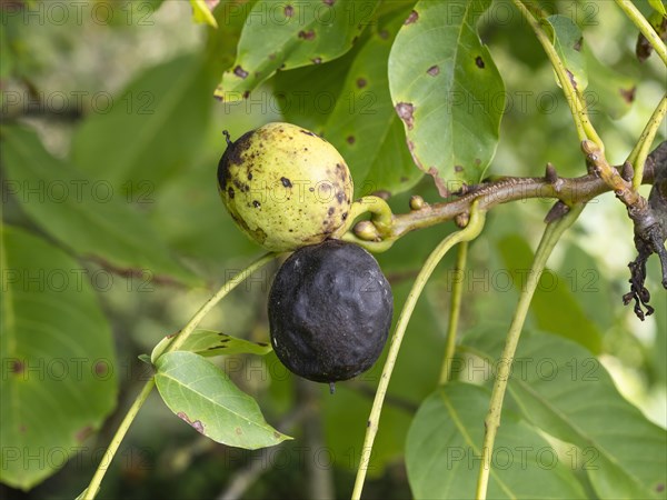 Black walnut