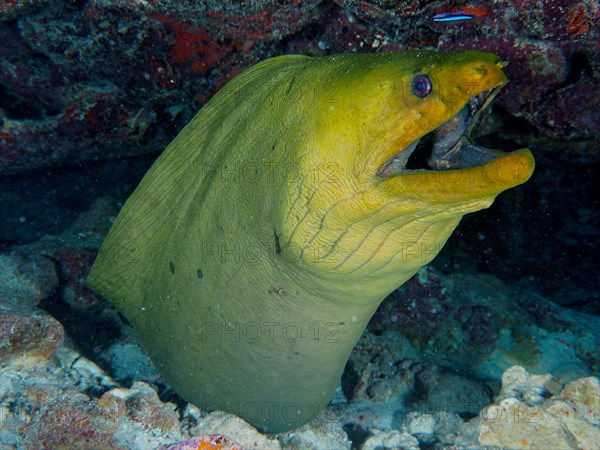 Green moray