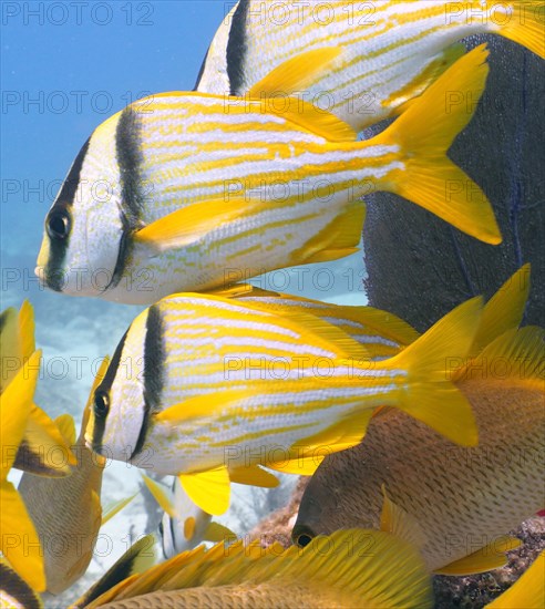 Group of porkfish