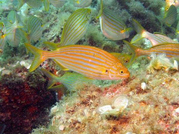 Salema porgy