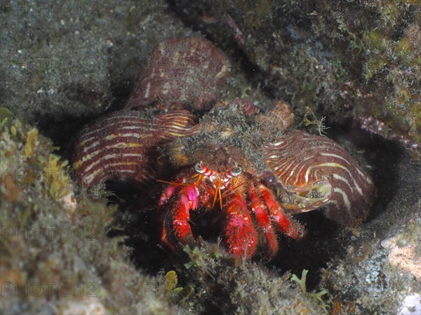 Large red hermit crab