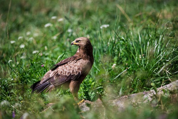 Lesser spotted eagle