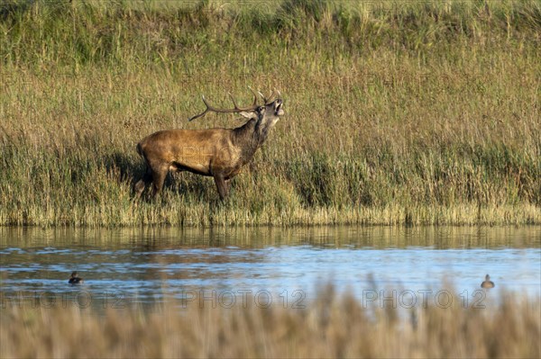 Red deer