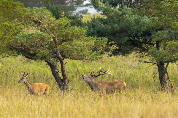 Red deer