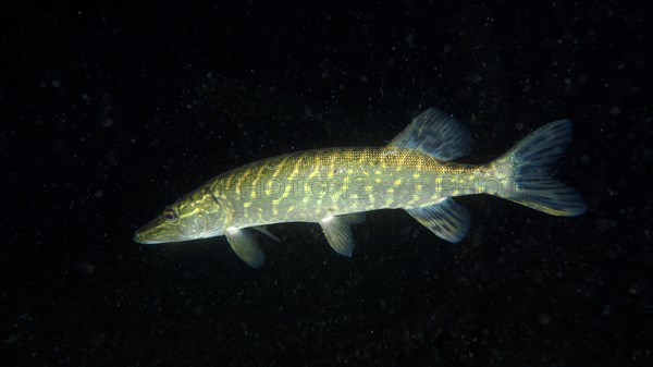 Pike