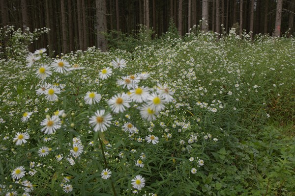 Daisy fleabane