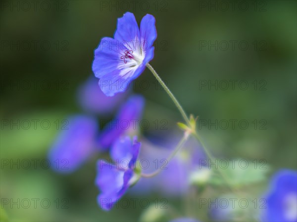 Cranesbill