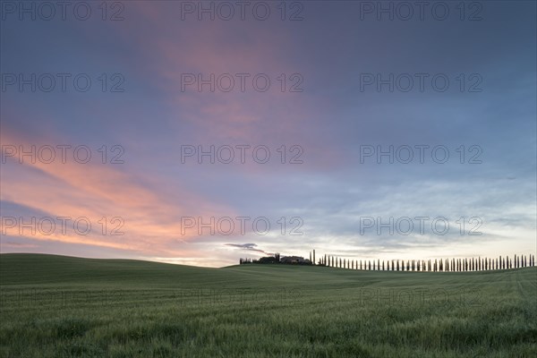 Poggio Covili Estate with Avenue of Cypresses