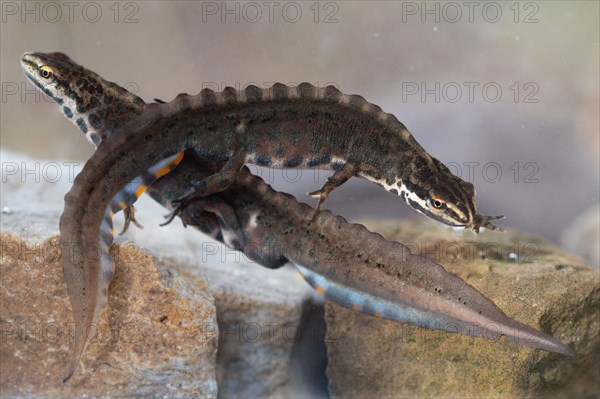 Common newt