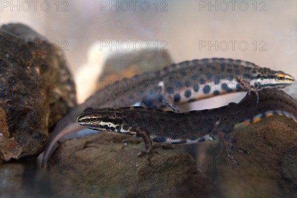 Common newt