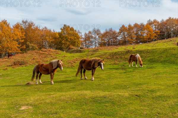 Mount Erlaitz with horses in freedom in the town of Irun