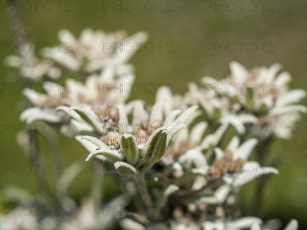 Alpine edelweiss