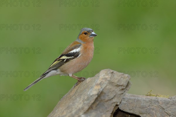 Common chaffinch