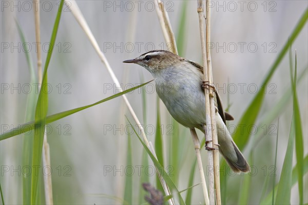 Sedge warbler