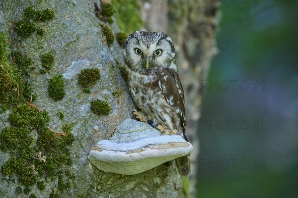 Tengmalm's Owl