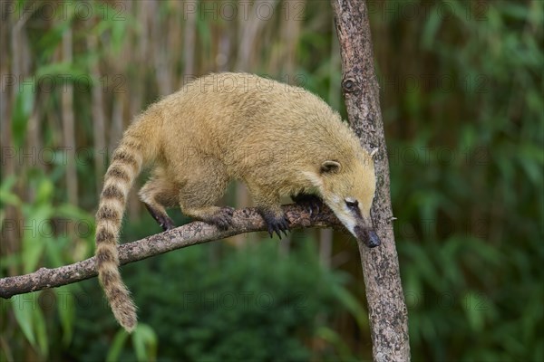 South American coati