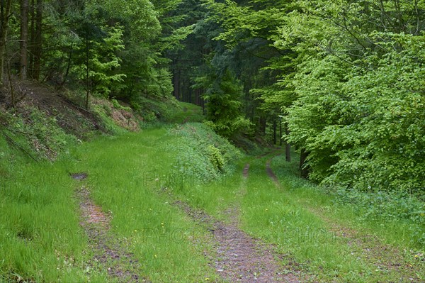 Fork in the road