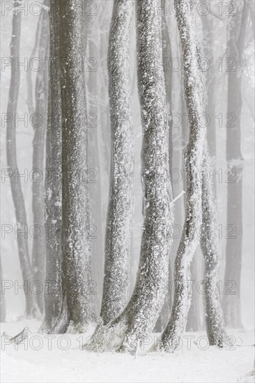 Winter beech forest with hoarfrost on the trees and fog on Mount Kandel