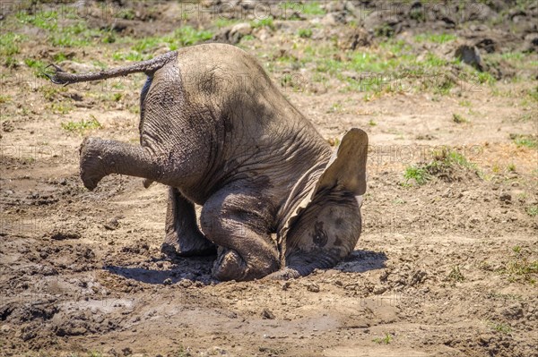 Baby elephants