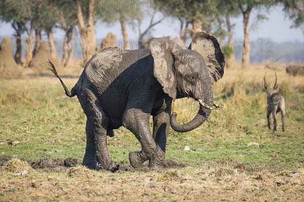 Elephant baby