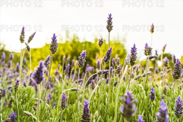 Blooming lavender in a field