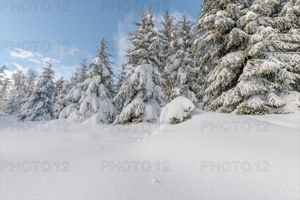 Fir forest under the snow in the mountains. Vosges
