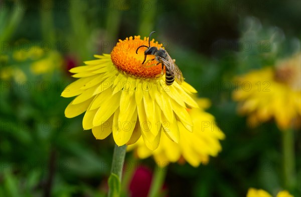 Sweat bee