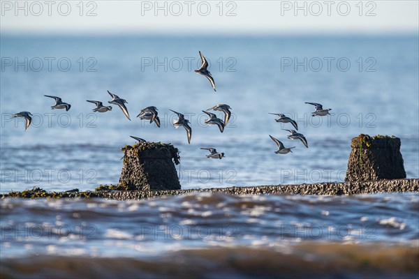 Sanderling