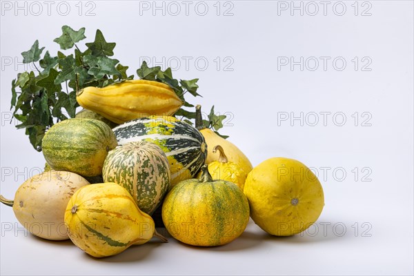 Various ornamental pumpkins with ivy vine